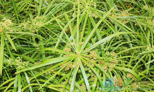 溪埔子人工濕地植物資源-輪傘草