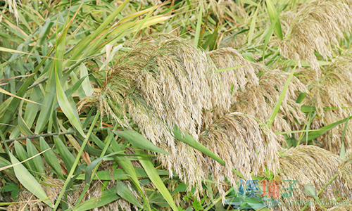 溪埔子人工濕地植物資源-蘆葦