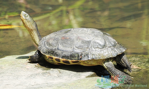溪埔子人工濕地動物資源-斑龜