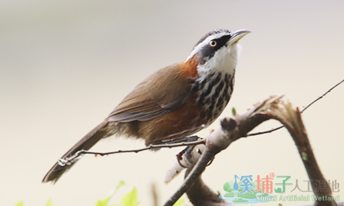 溪埔子人工濕地動物資源-小彎嘴